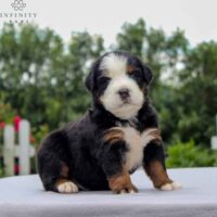 Bernese Mountain Dog 