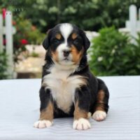 Bernese Mountain Dog 