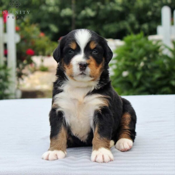 Bernese Mountain Dog