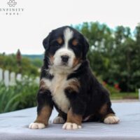 Bernese Mountain Dog 