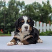 Berenese Mountain Dog 