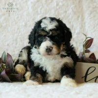 Micro-Mini Bernedoodles (previously adopted)