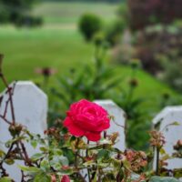 Home (12) 