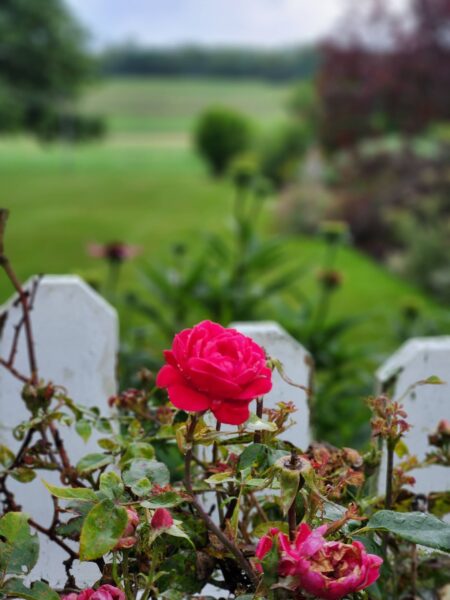 Home (12)