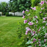 Home (17) 