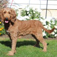 Daisey 