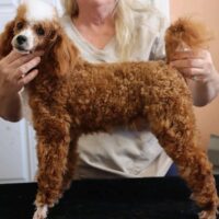 Poodle mini akc sire Kingsley 13lb chrisfisher 
