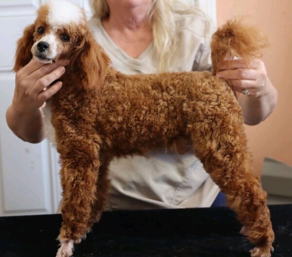Poodle mini akc sire Kingsley 13lb chrisfisher
