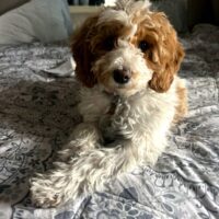 Murphie 