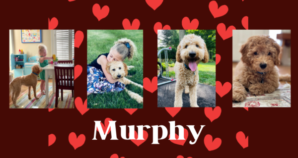 Murphy-600×319