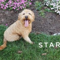 Star 