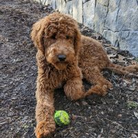 Dogen-w-ball-202002-scaled 