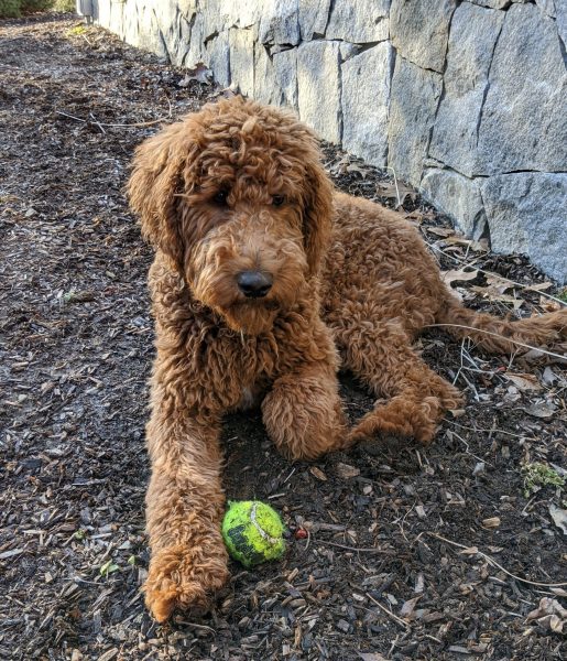 Dogen-w-ball-202002-scaled