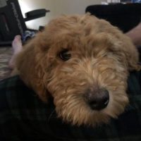 reviewpup2 