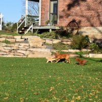 Omar Lapp Breeder Profile Pic (11) 