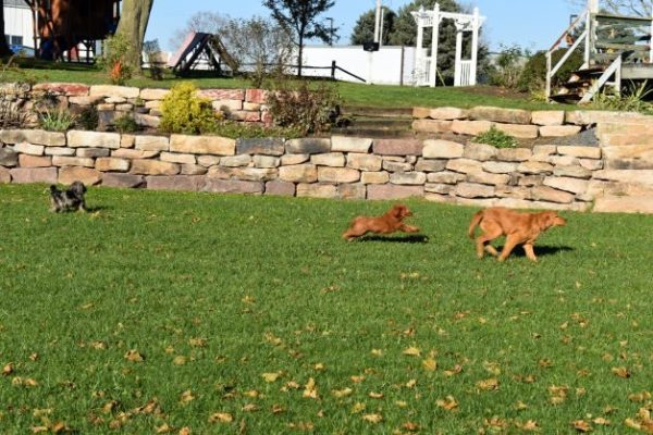 Omar Lapp Breeder Profile Pic (9)
