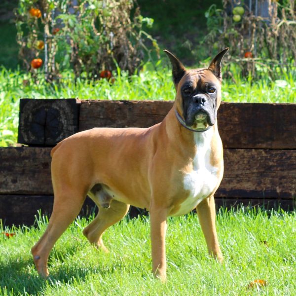 Paradise Firey Storm-Sire (15)