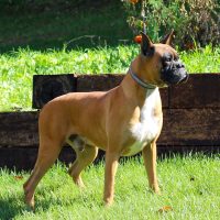 Paradise Firey Storm-Sire (8) 