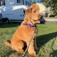 Daniel Smucker Puppy Picture 