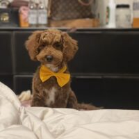 Bentley 