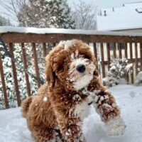 Mowgli 