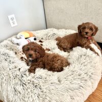 Niko and Kai 