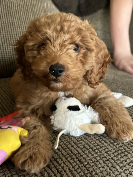 Oliver
