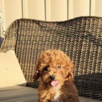 Romeo 