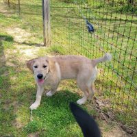 Golden Retriever 