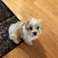 Cavachon 