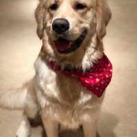 Golden Retriever 