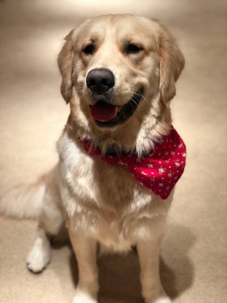 Golden Retriever