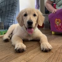 Puppy 