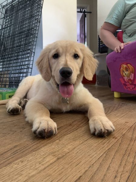 Puppy