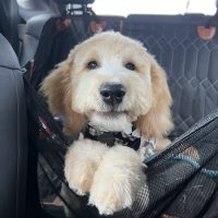 Puppy 