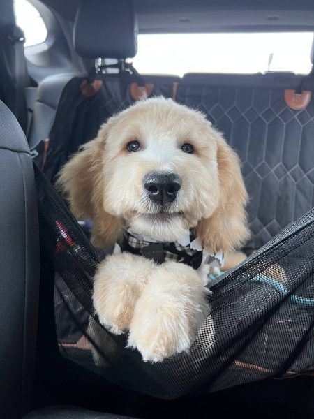 Puppy