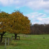 IMG_3020-200×200 