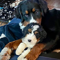 Cash and Jaxon – Debbie G. 