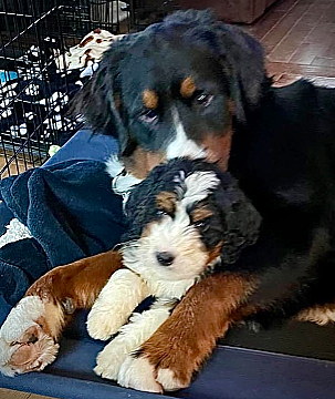 Cash and Jaxon – Debbie G.