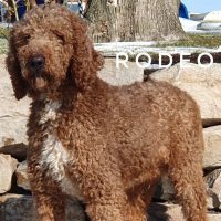breezyhollow_rodeo-sire-600×600 