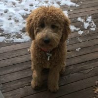 reviewpup-200×200 