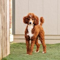 Lila 