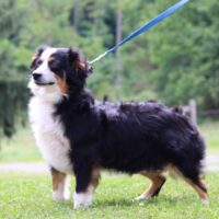 Phoebe 20lb 