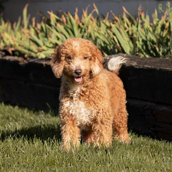 F1B Mini Goldendoodle-Mom- Shelby-20lb